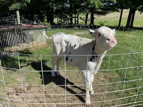 first calf at fluffy butt farms