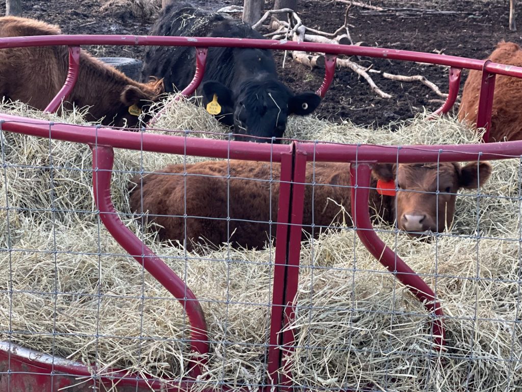 Dexter cows eating and relaxing in hay at Fluffy Butt Farms LLC