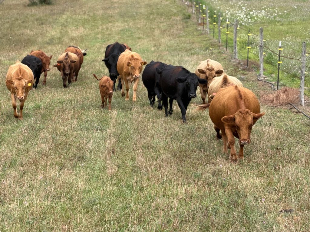 Irish Dexter cattle on pasture in Michigan