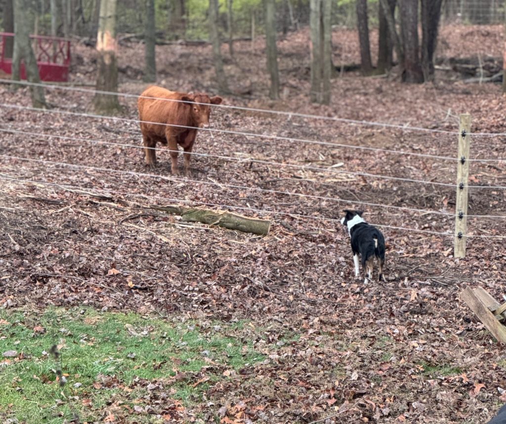 Dog and Cow in a stand off