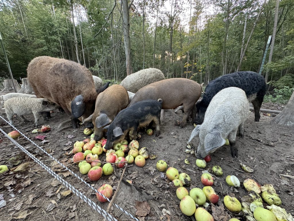 Fluffy Butt Farms pigs eating apples
