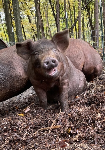 Happy Fluffy Butt Farms pig