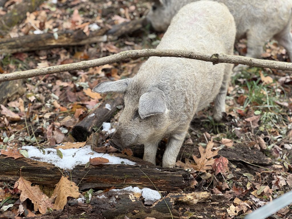Fluffy Butt Farms Mangalitsa piglet