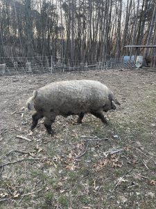 Mangalitsa Boar strolling the farm