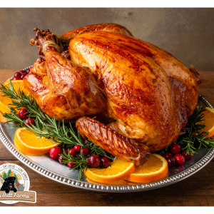 Broad Breasted Bronze Thanksgiving turkey at Fluffy Butt Farms in Battle Creek, Michigan